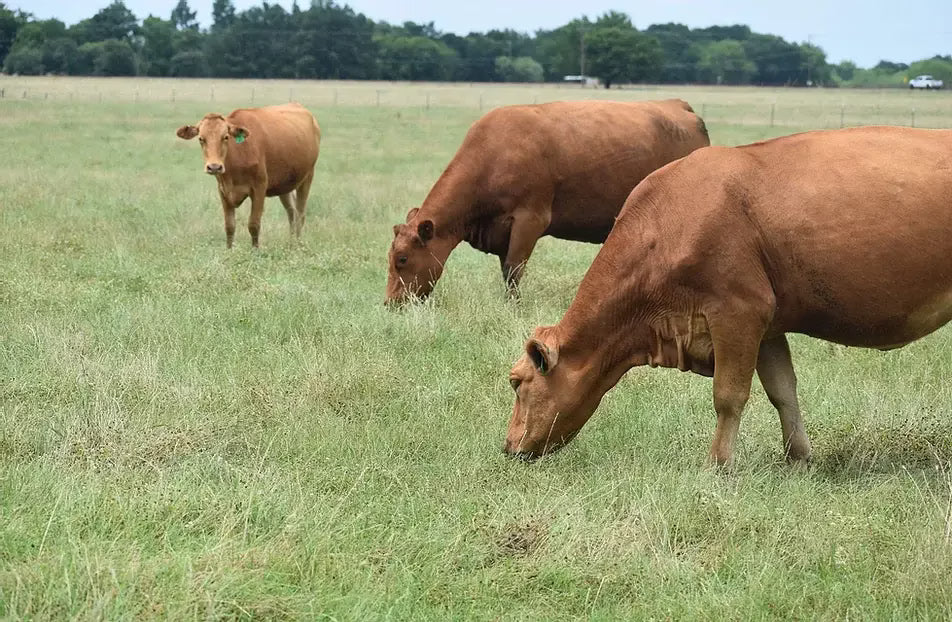 The Role of Genetics in Producing Quality Wagyu Beef